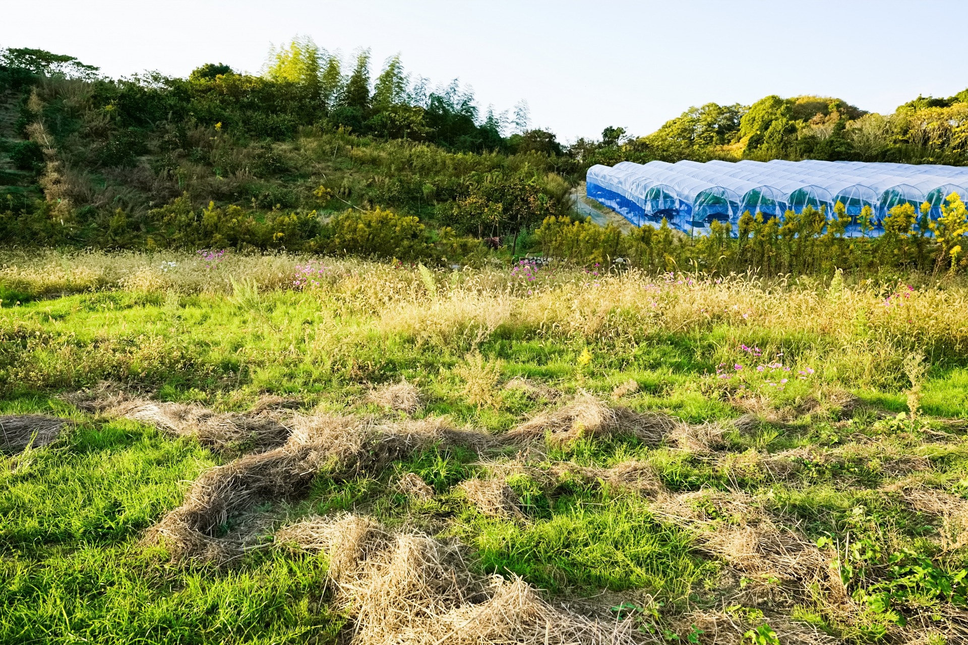 田舎の土地活用